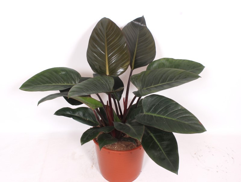Philodendron Congo Red, D 34