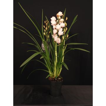 KINGofORCHIDS 4/5 tak PICO WIT, D 14 cm