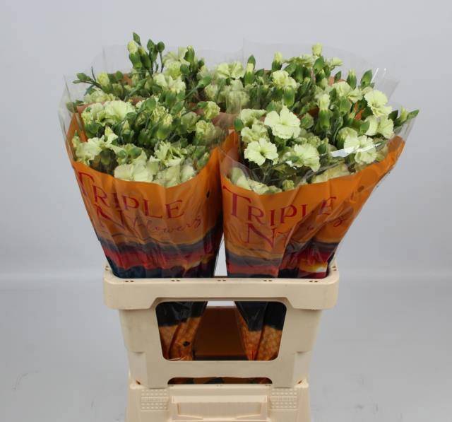 Диантус куст. Соломио Берн, шт.