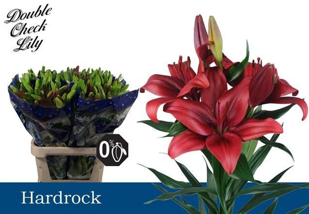 Лилия Хардрок 85, шт.