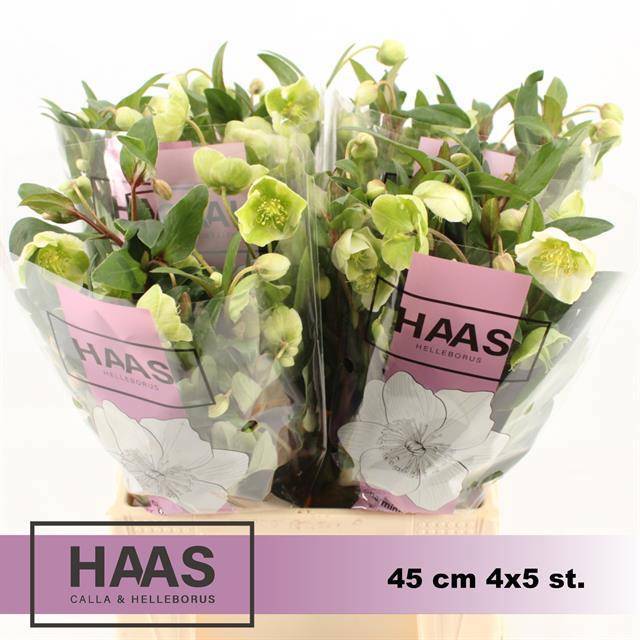 Хелеборус од. Магнификант Бэллс 45 (зел.), шт.
