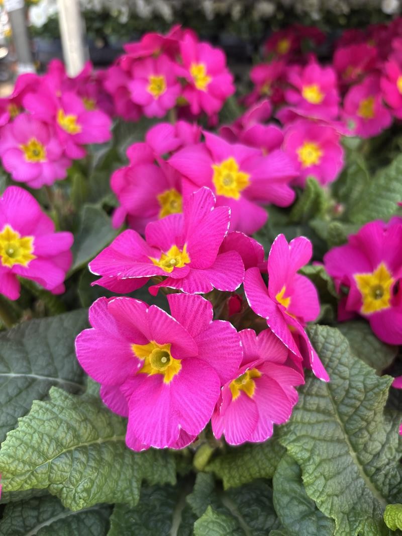 PRIMULA VERIS 'ROSA', D 11