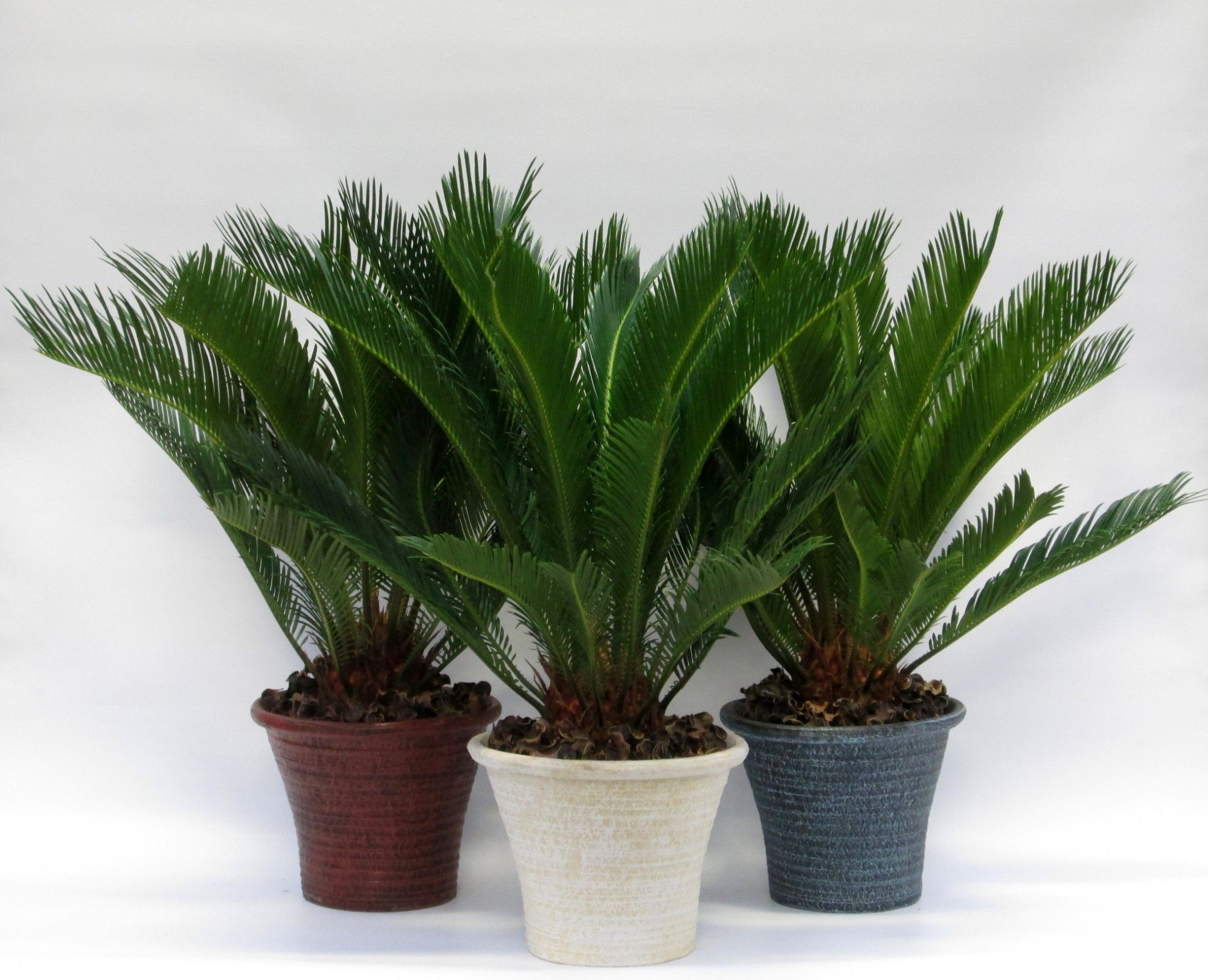 Cycas in hosta big aardewerker pot, D 23