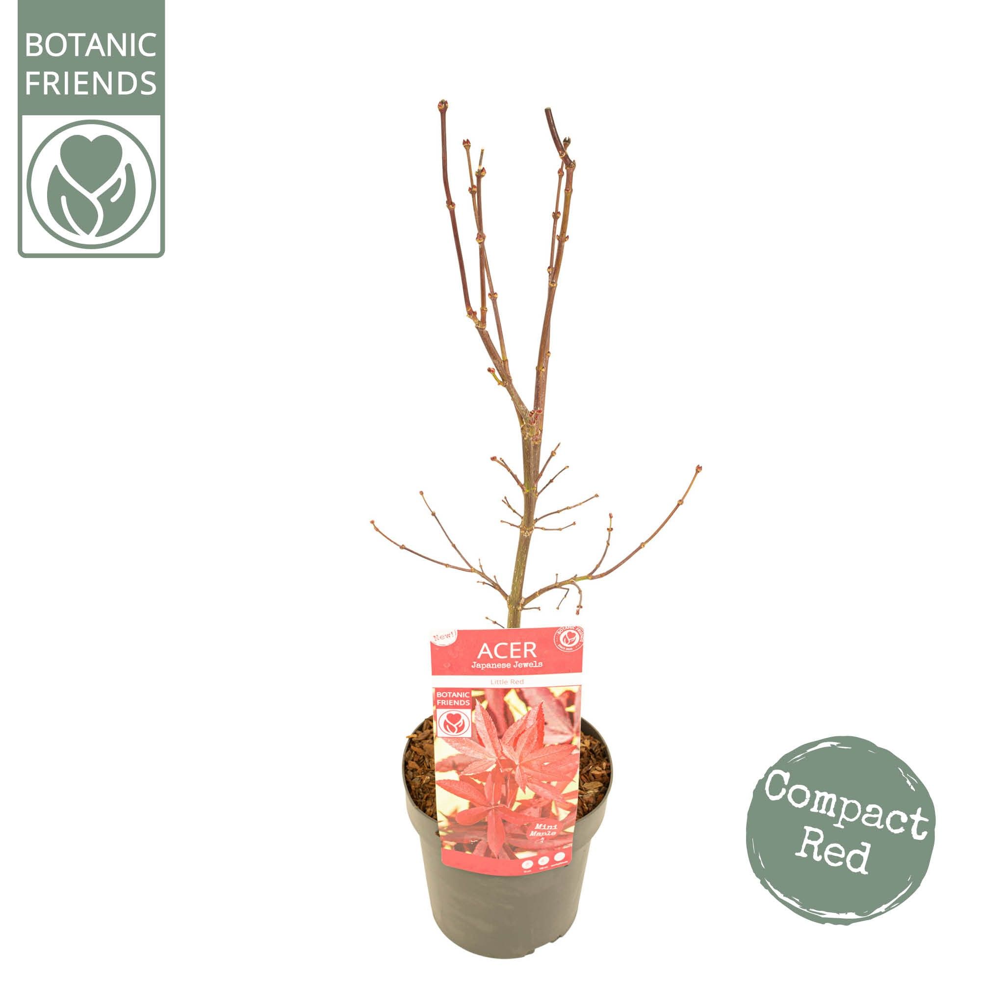 Acer palm. 'Little Red' PREMIUM, D 19