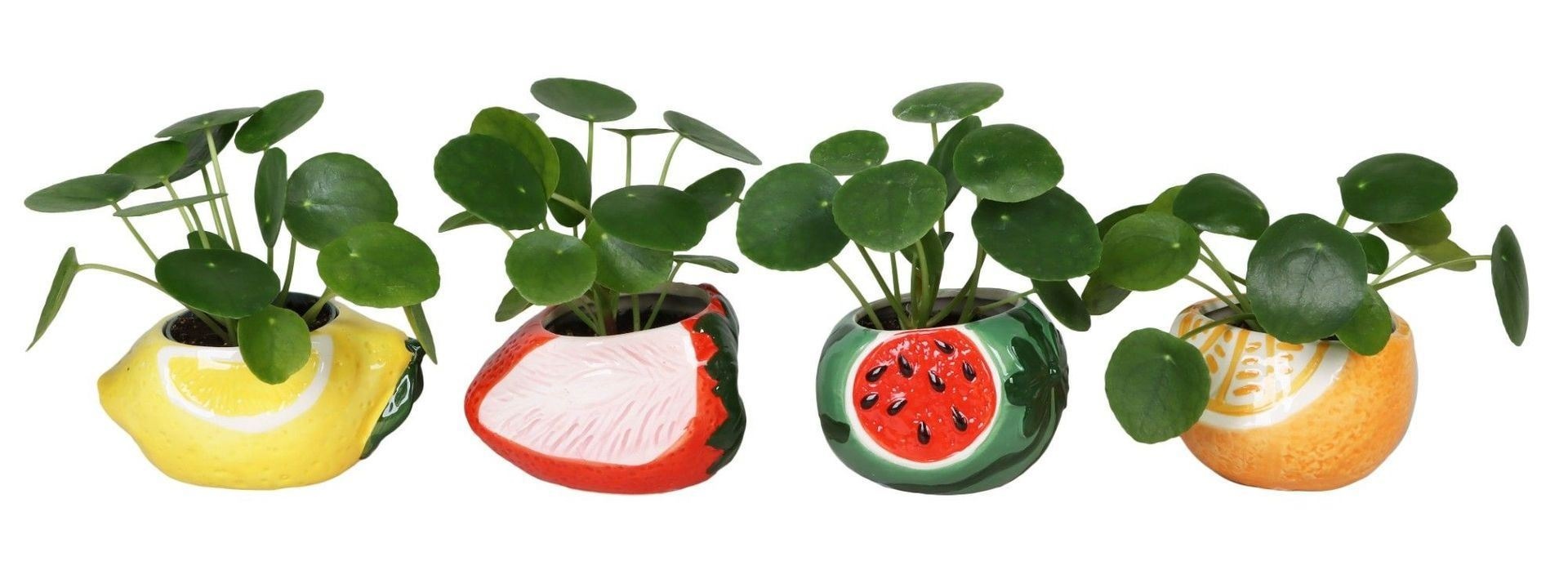 L 66681 with Pilea Peperomioides Mix 6 cm, D 6