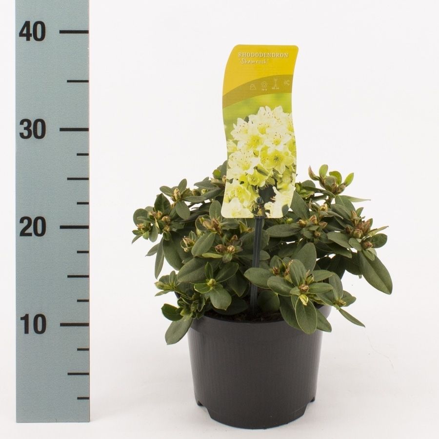 Rhododendron 'Shamrock', D 17