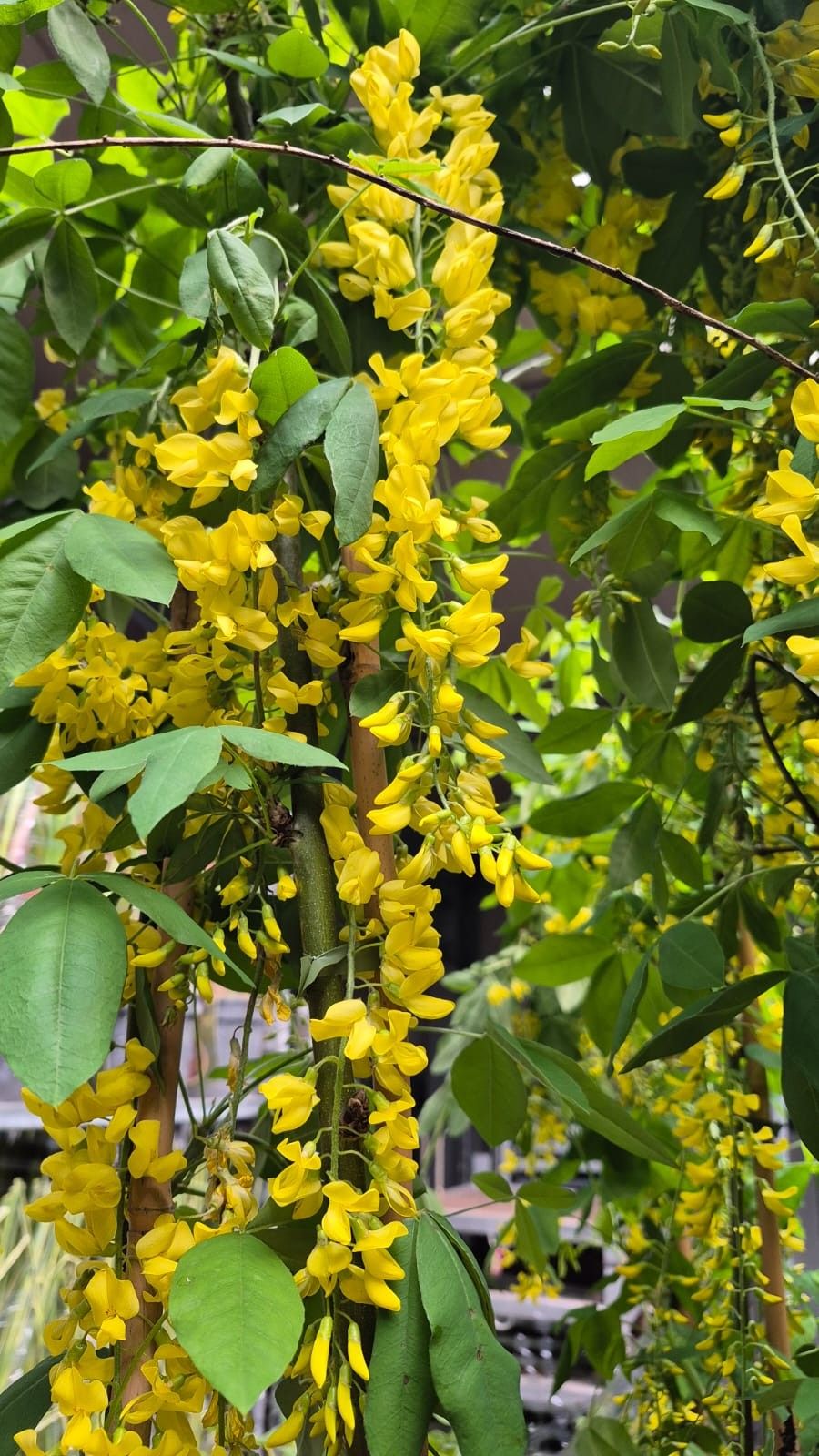 Laburnum watereri 'Vossi', D 29 cm