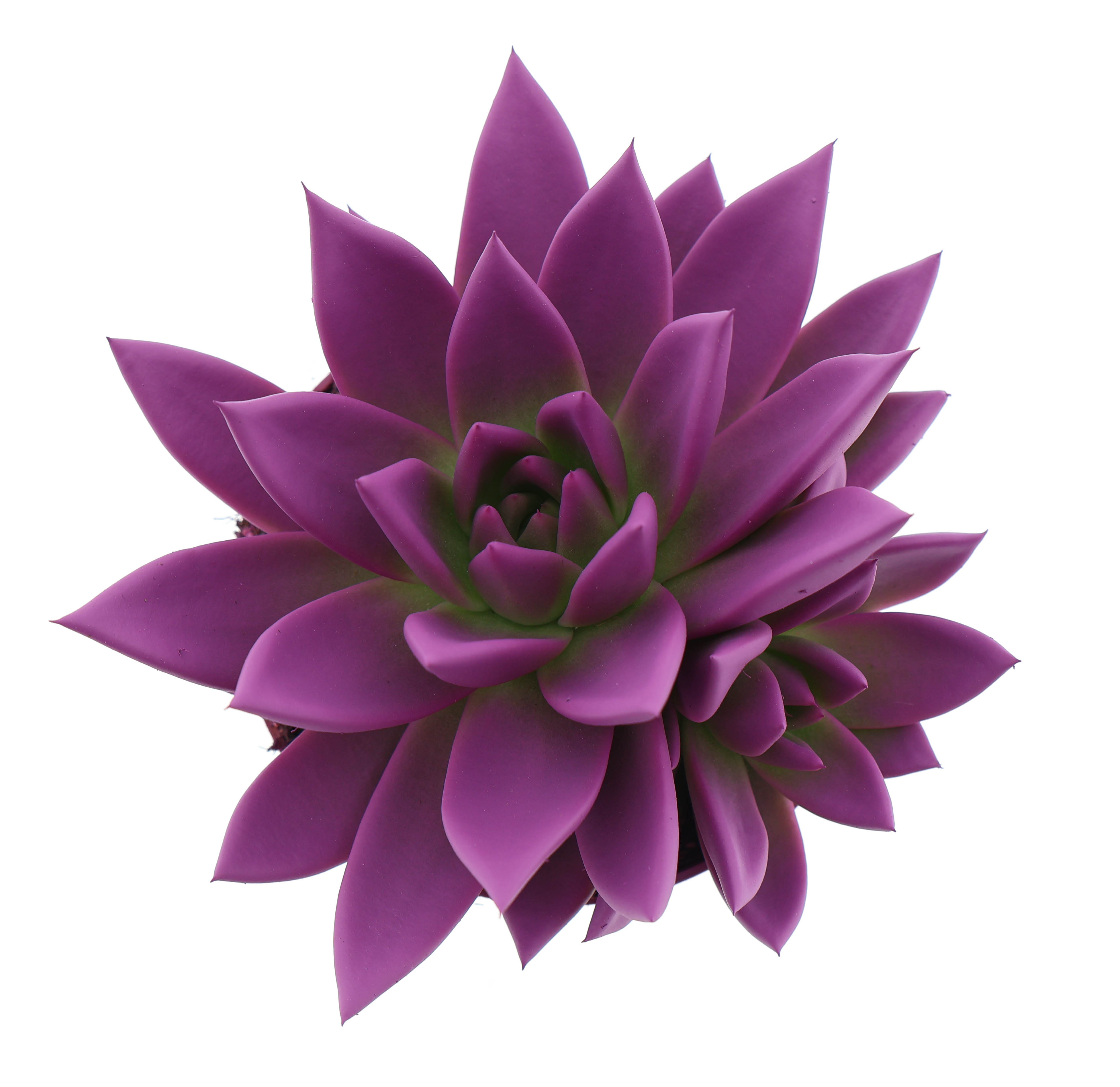 Rainbow fuchsia, D 10,5