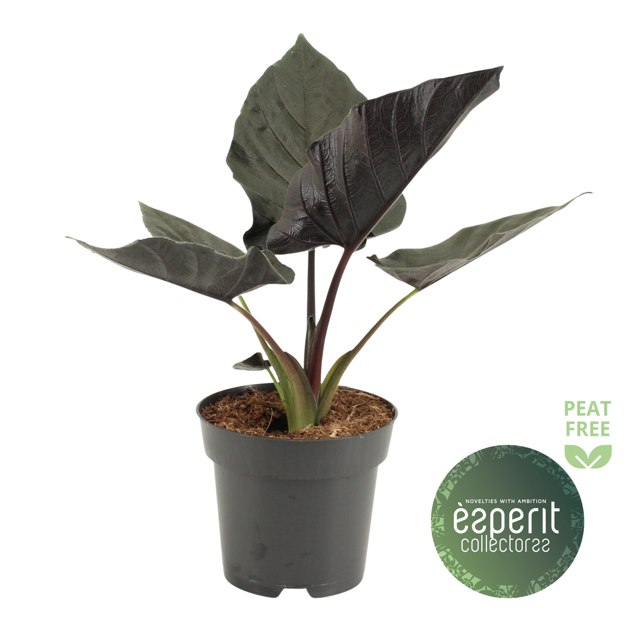 Alocasia Antoro Velvet, D 14
