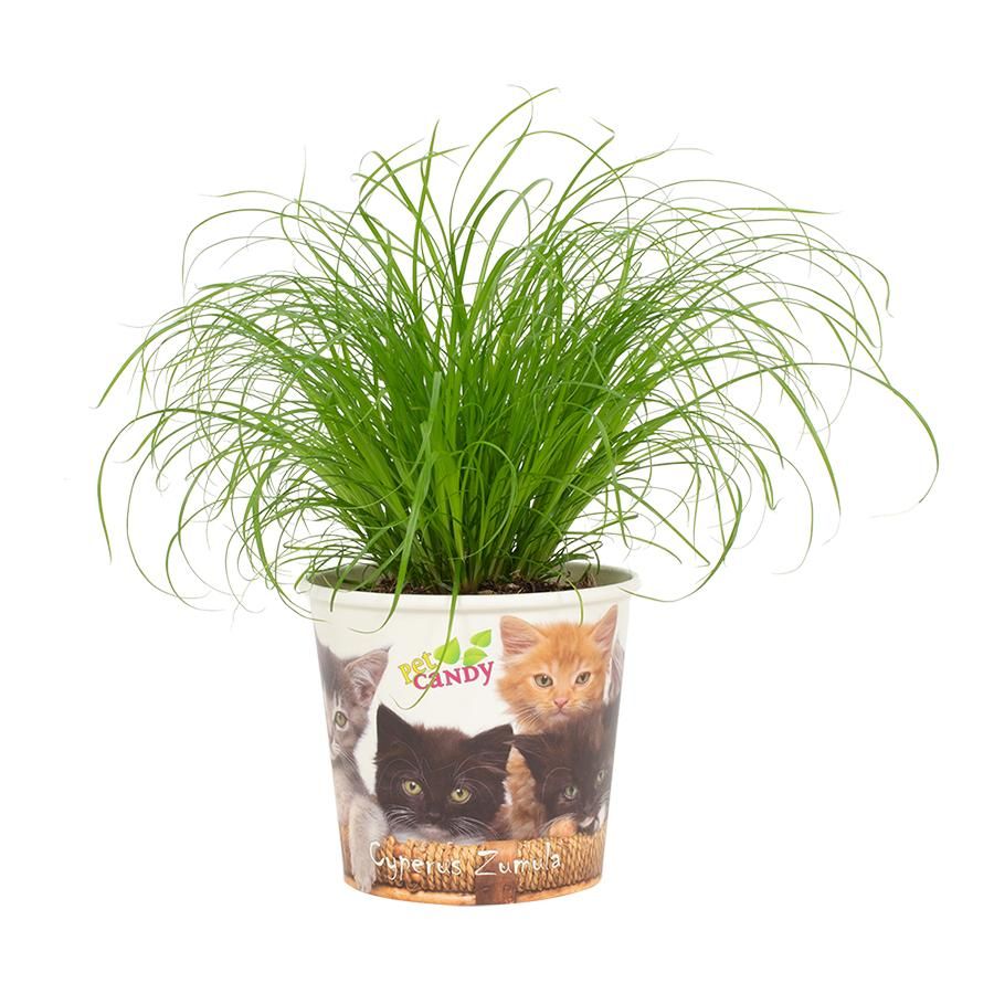 Cyperus Zumula Kattengras 12cm - Beker Pet Candy Kat, D 12