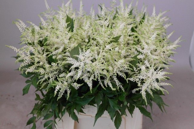 Астильба Вашингтон 50, шт.