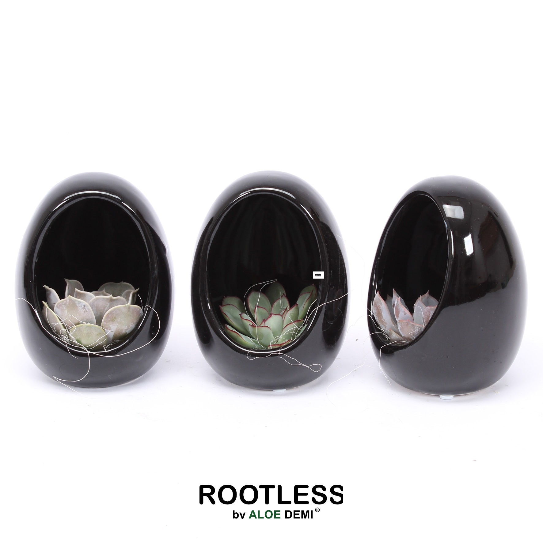 ROOTLESS Echeveria, Egg black, D 10