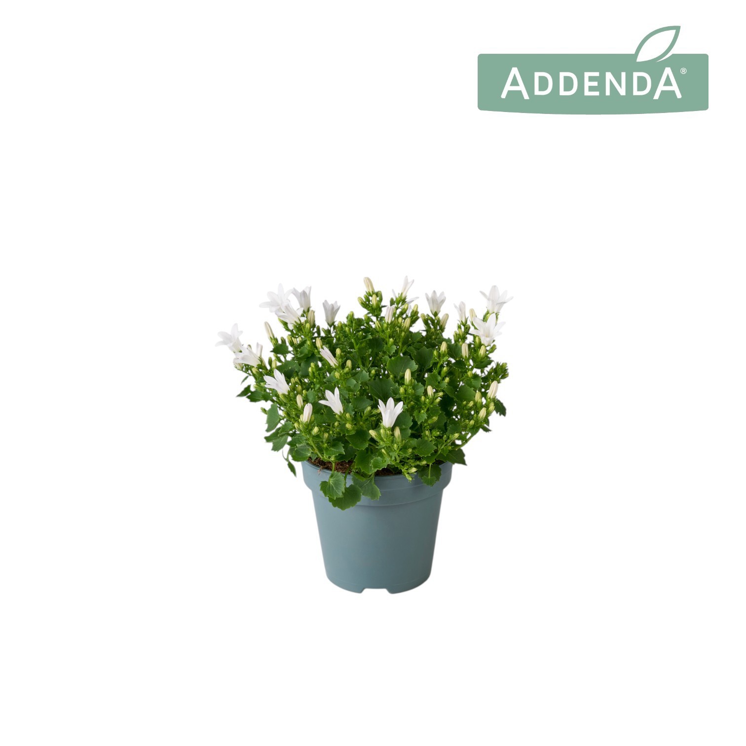 Campanula Ambella Intense White 10,5 cm, D 10,5