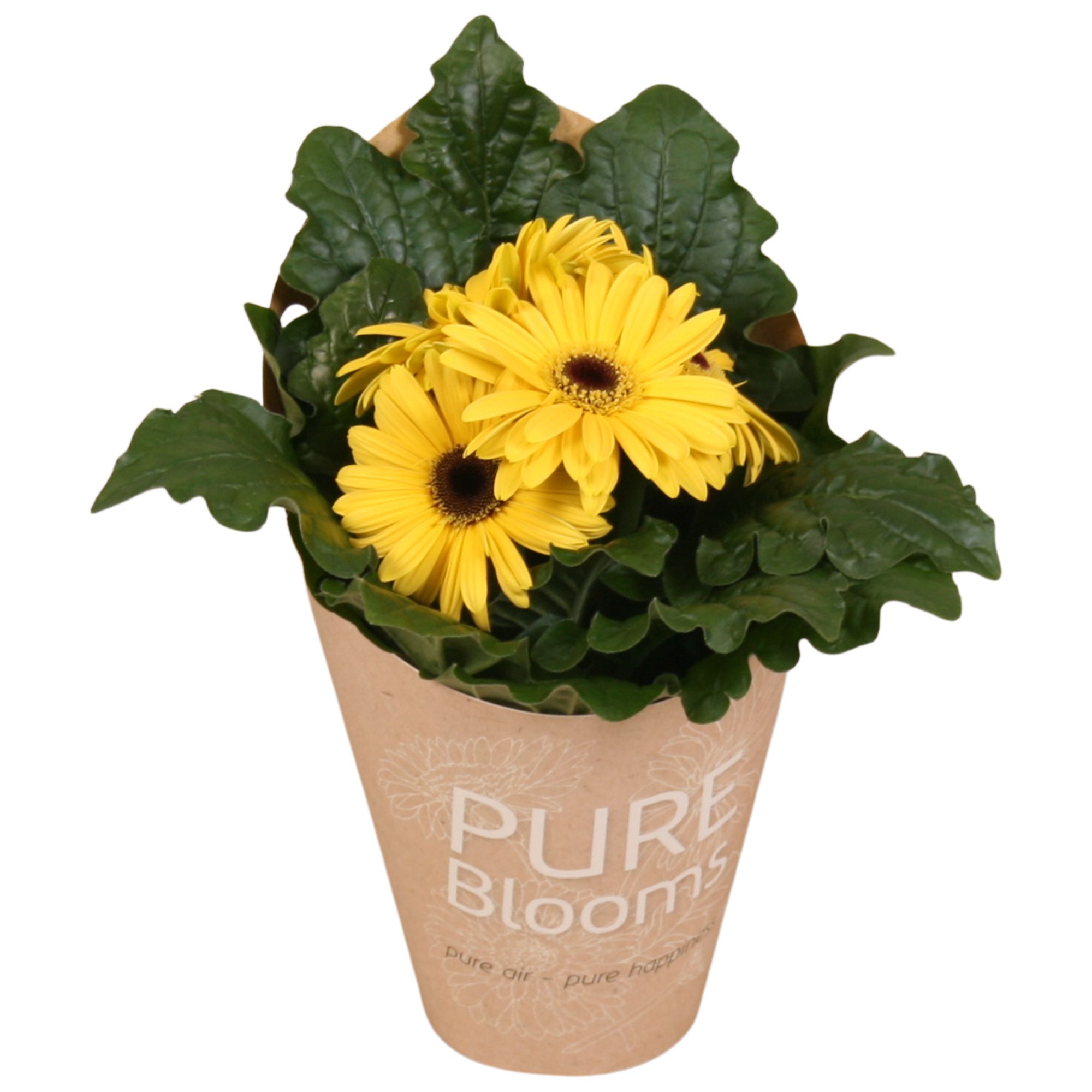 Gerbera geel 2+ bl12 cm in Pure Blooms draagtas eco, D 12