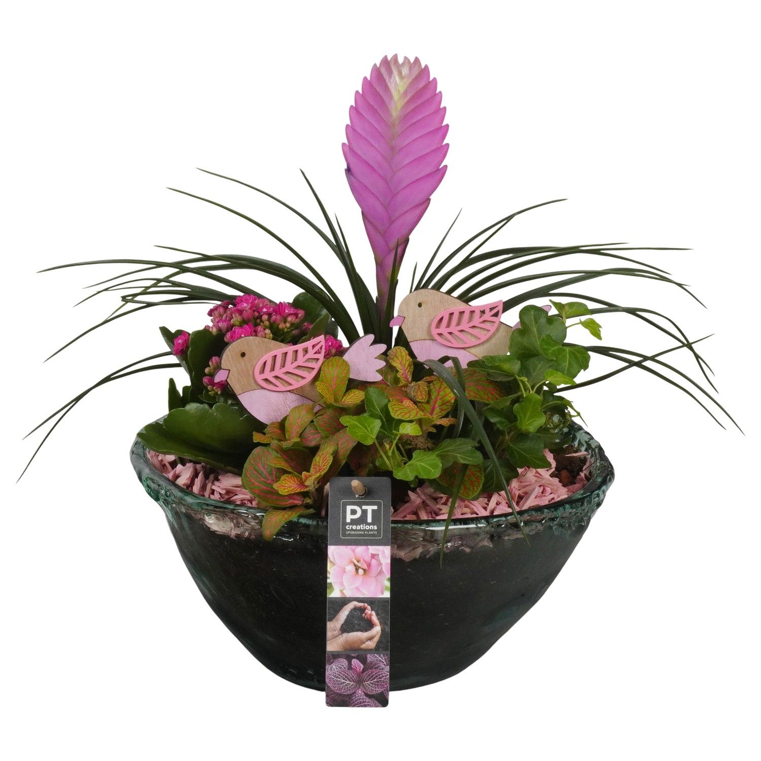 PTIG1539 Arrangement Indoor in glas schaal, D 26 cm PTIG1539 Arrangement Indoor in glas schaal, D 26 cm