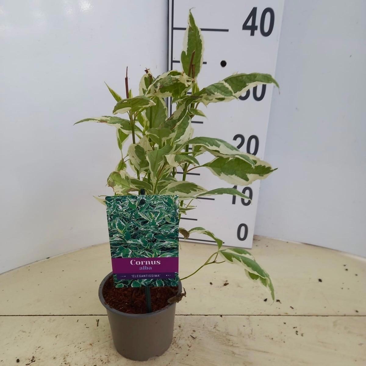 Cornus alba 'Elegantissima', D 12
