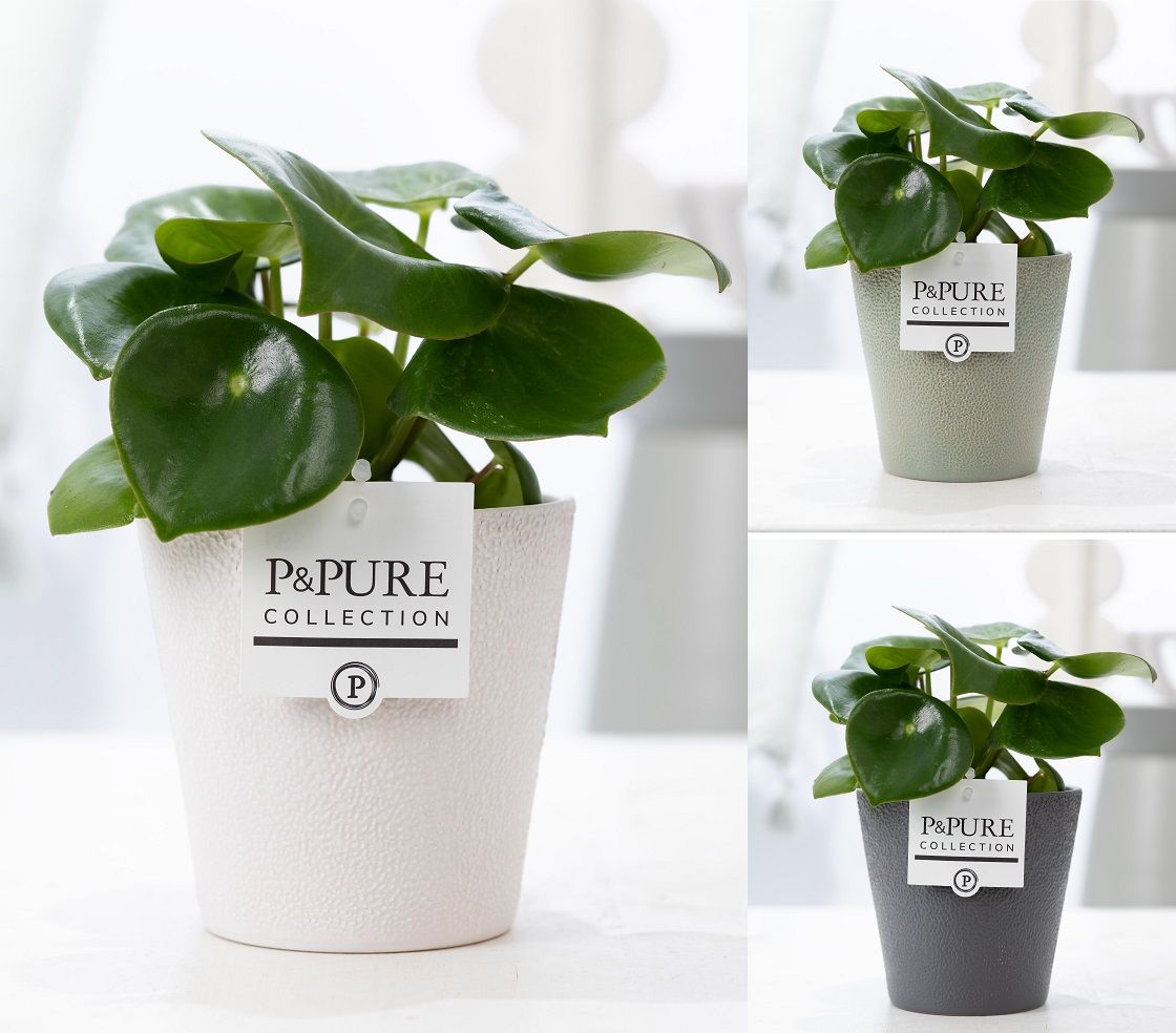 Peperomia Raindrop in P&PURE Ruby ceramics ass. 3, D 12