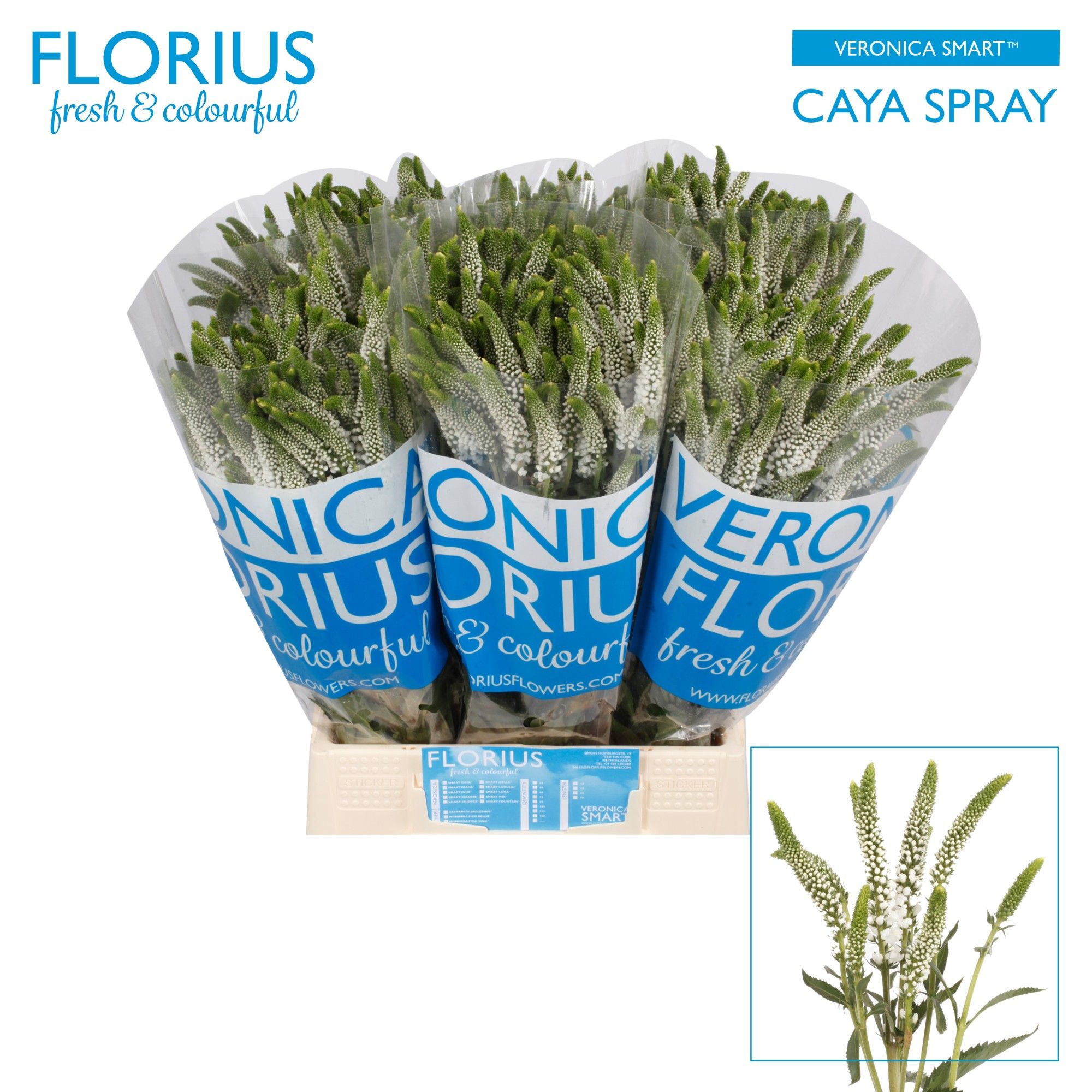 Вероника Смарт Кайя 50, шт.