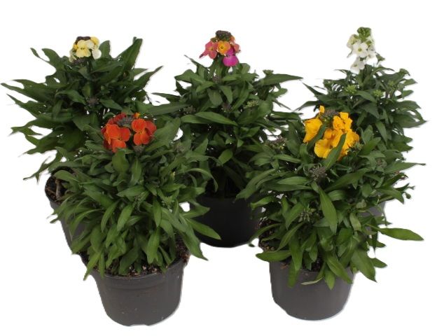 Erysimum Leya Mixlaag, D 13