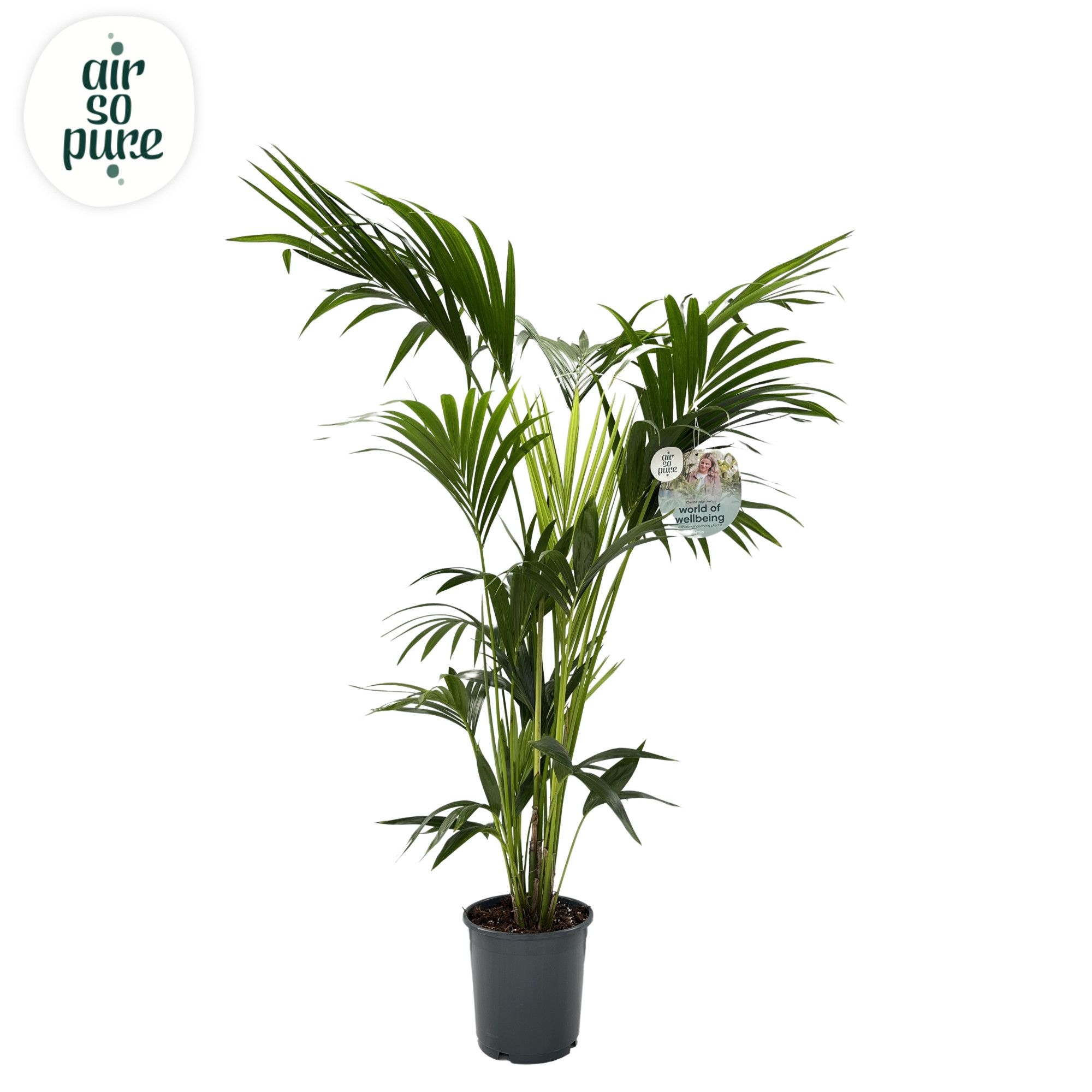 KENTIA - P24 H160 - 6PP - Air So Pure (howea forsteriana), D 24