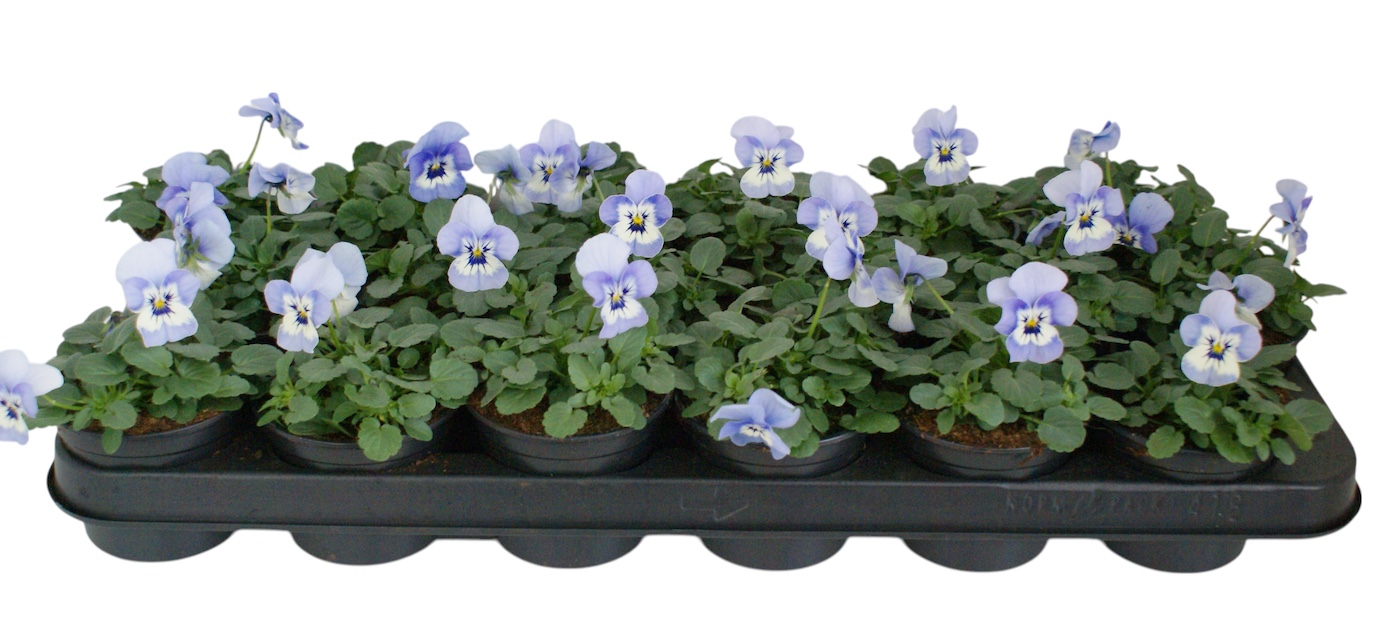 Viool corr licht blauw p9, D 9 cm Viool corr licht blauw p9, D 9 cm