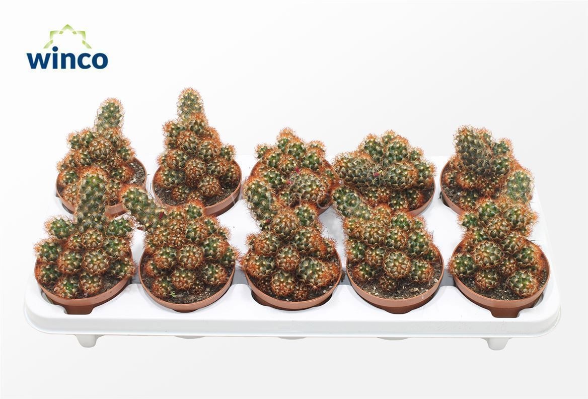 Mammillaria Elongata Rubra, D 10,5 cm Mammillaria Elongata Rubra, D 10,5 cm