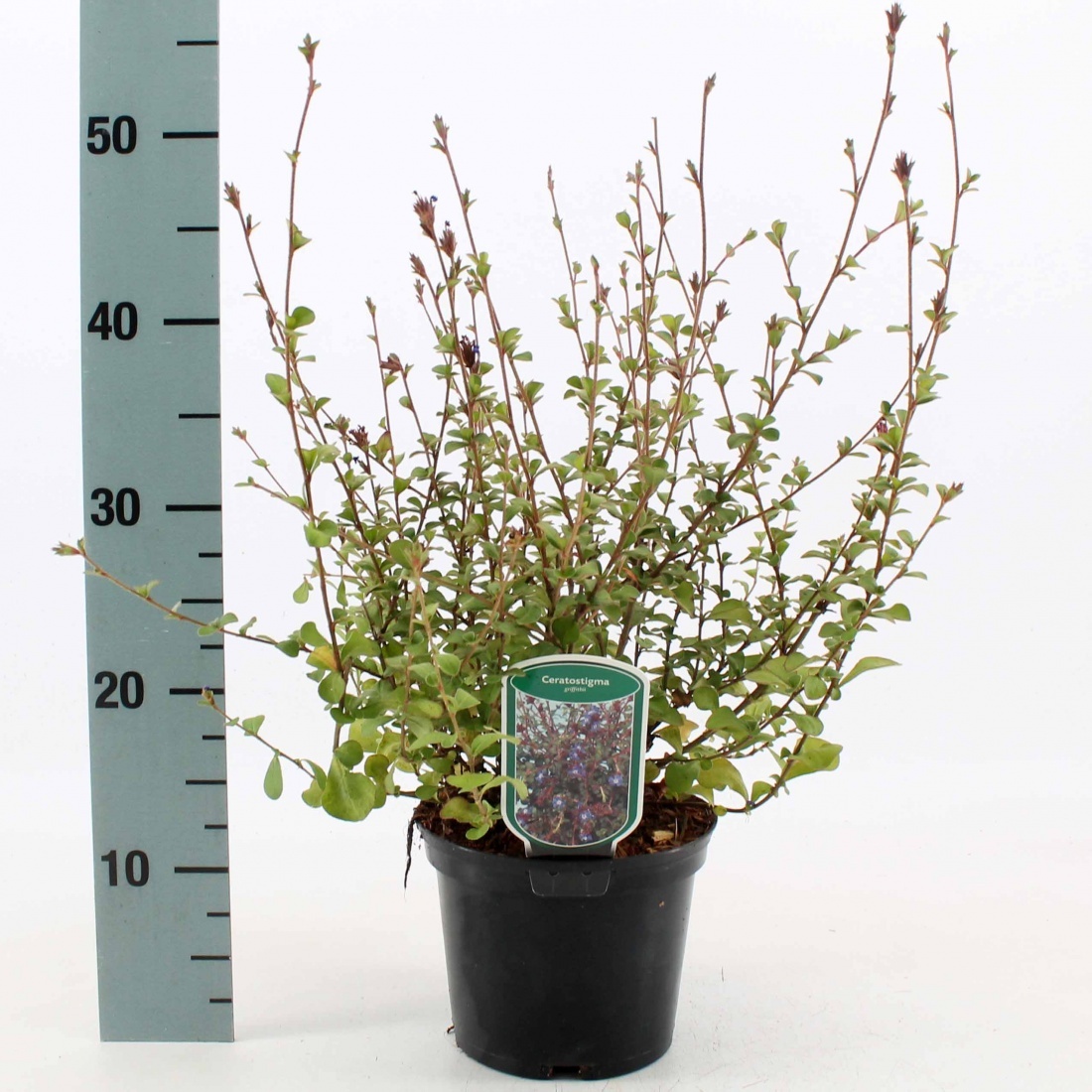 Ceratostigma griffithii, D 17 cm