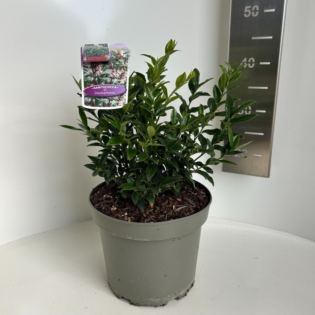 Sarcococca hookeriana, D 23 cm