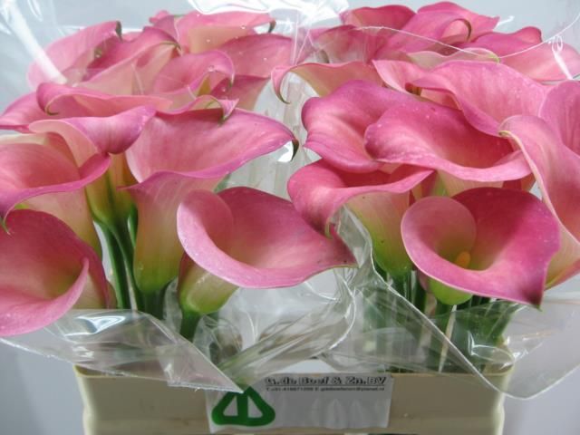 Калла Кэнди Дрим 55, шт.