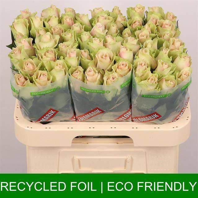 Роза од. Ля Бэль 60, шт.