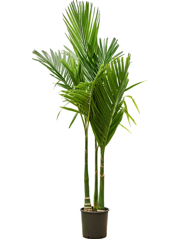 Areca catechu, D 27 cm
