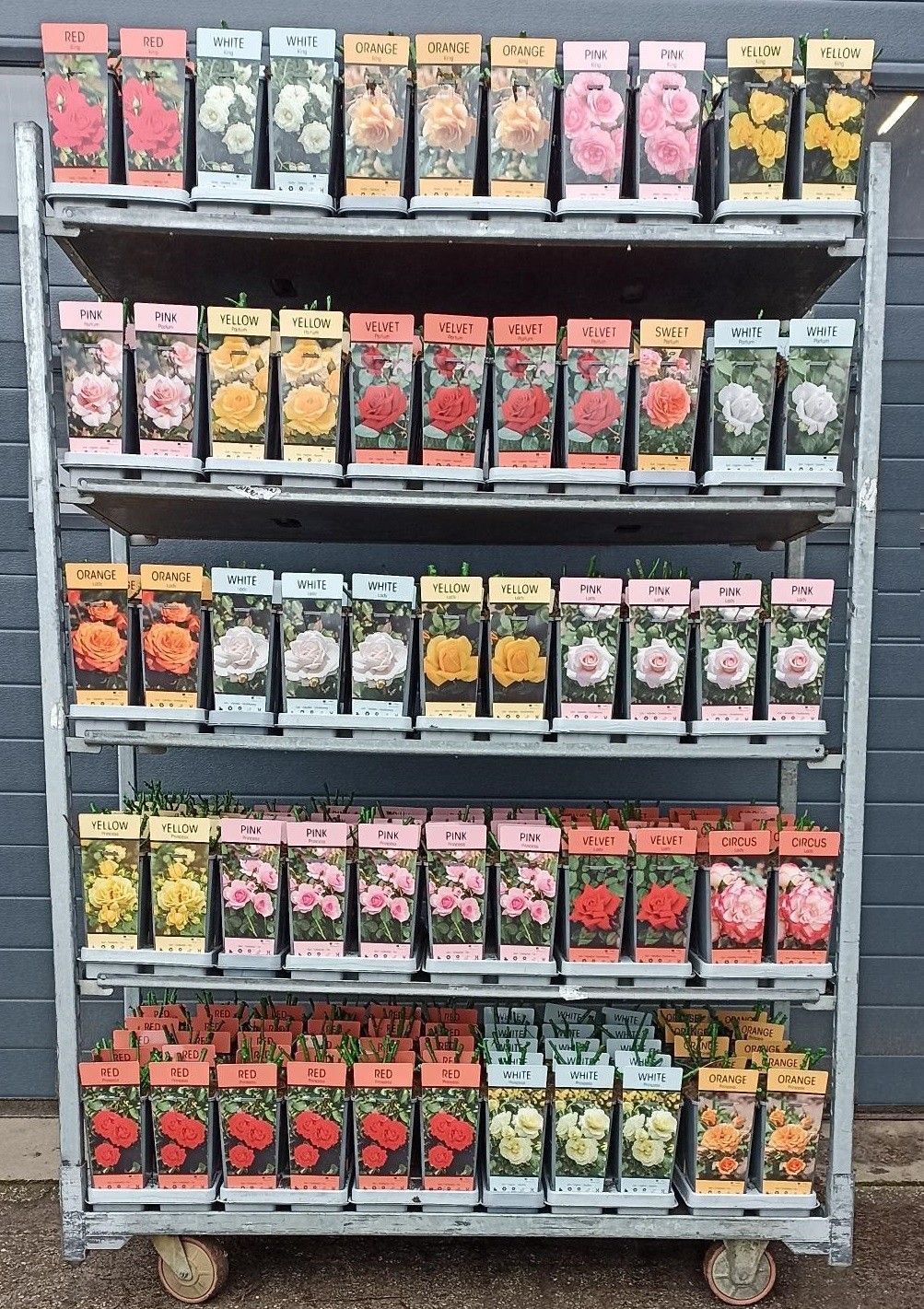 Rosa Tros, grootbloemige, klim en geurende rozen, voorzien van wax, VERS GEPOT, D 12