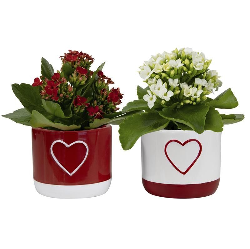 Darling with Kalanchoe, D 6