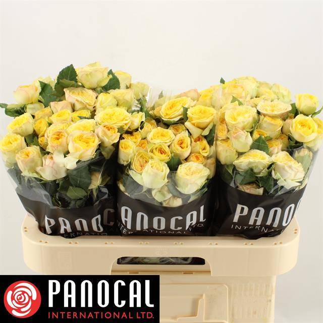 Роза куст. Йога Трендсеттер 60, шт. Роза куст. Йога Трендсеттер 60, шт.