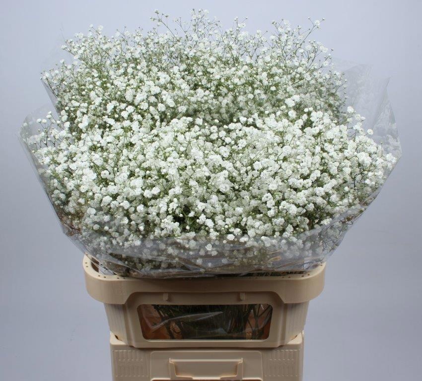 Гипсофила Экселенс 80, шт.