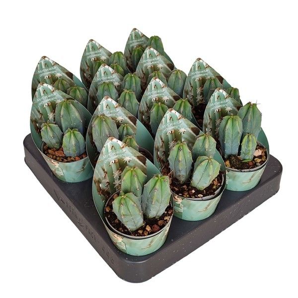 MYRTILLOCACTUS GEOMETRIZANS - POT Ø 6,5 WITH POTCOVER (CACTUS), D 6,5 cm MYRTILLOCACTUS GEOMETRIZANS - POT Ø 6,5 WITH POTCOVER (CACTUS), D 6,5 cm