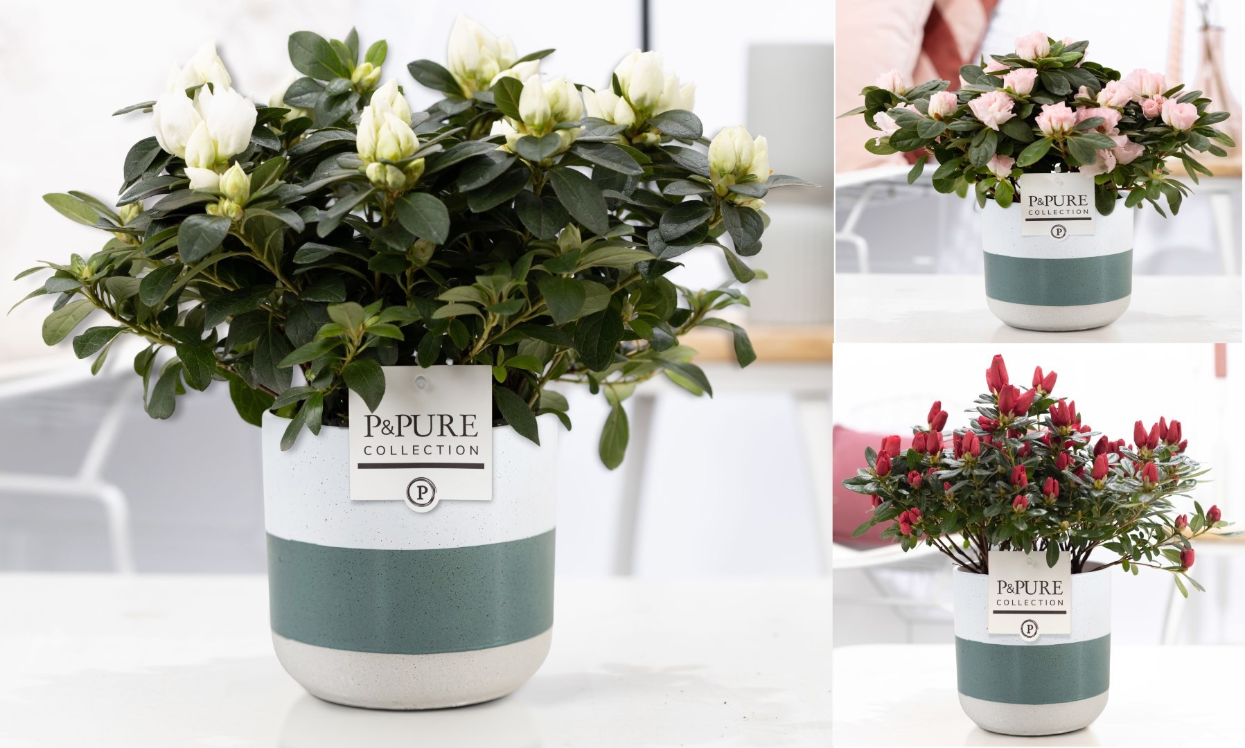 1st class Azalea mix in P&PURE Lauren ceramics, D 12