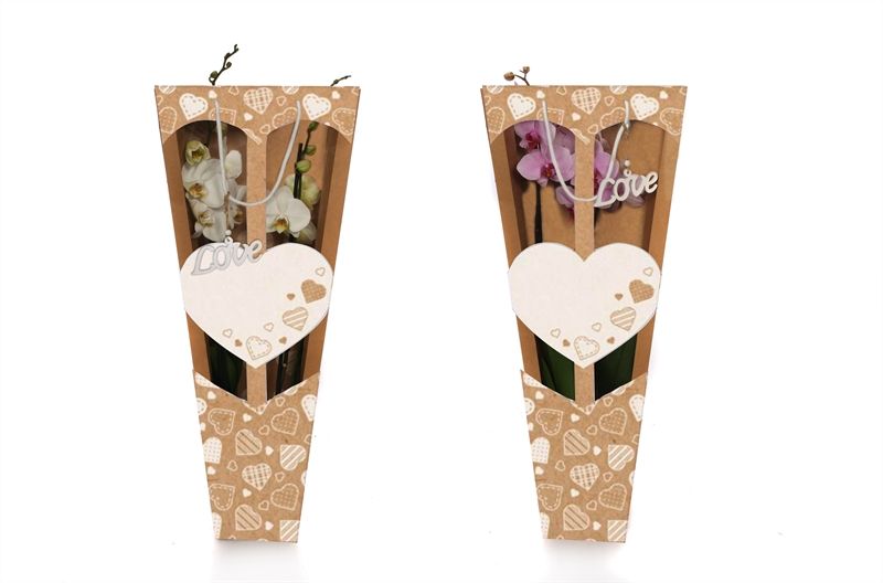 Showtas love Phal mix 2T14+, D 12