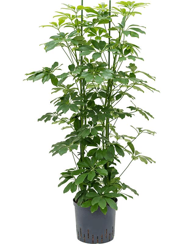 Schefflera arboricola 'Compacta', D 22