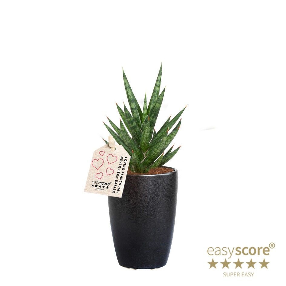 Classic Black, Sansevieria francissii, D 7