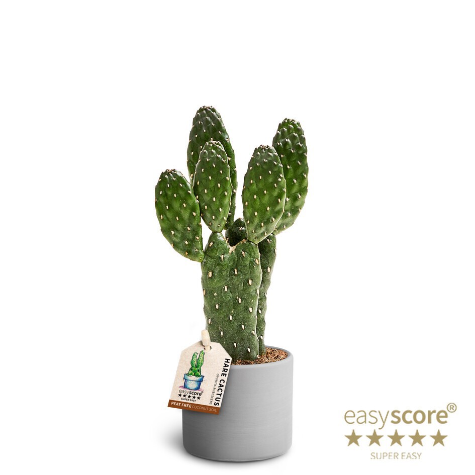OPUNTIA RUBESCENS 40665054 Raw Grey, D 7 cm