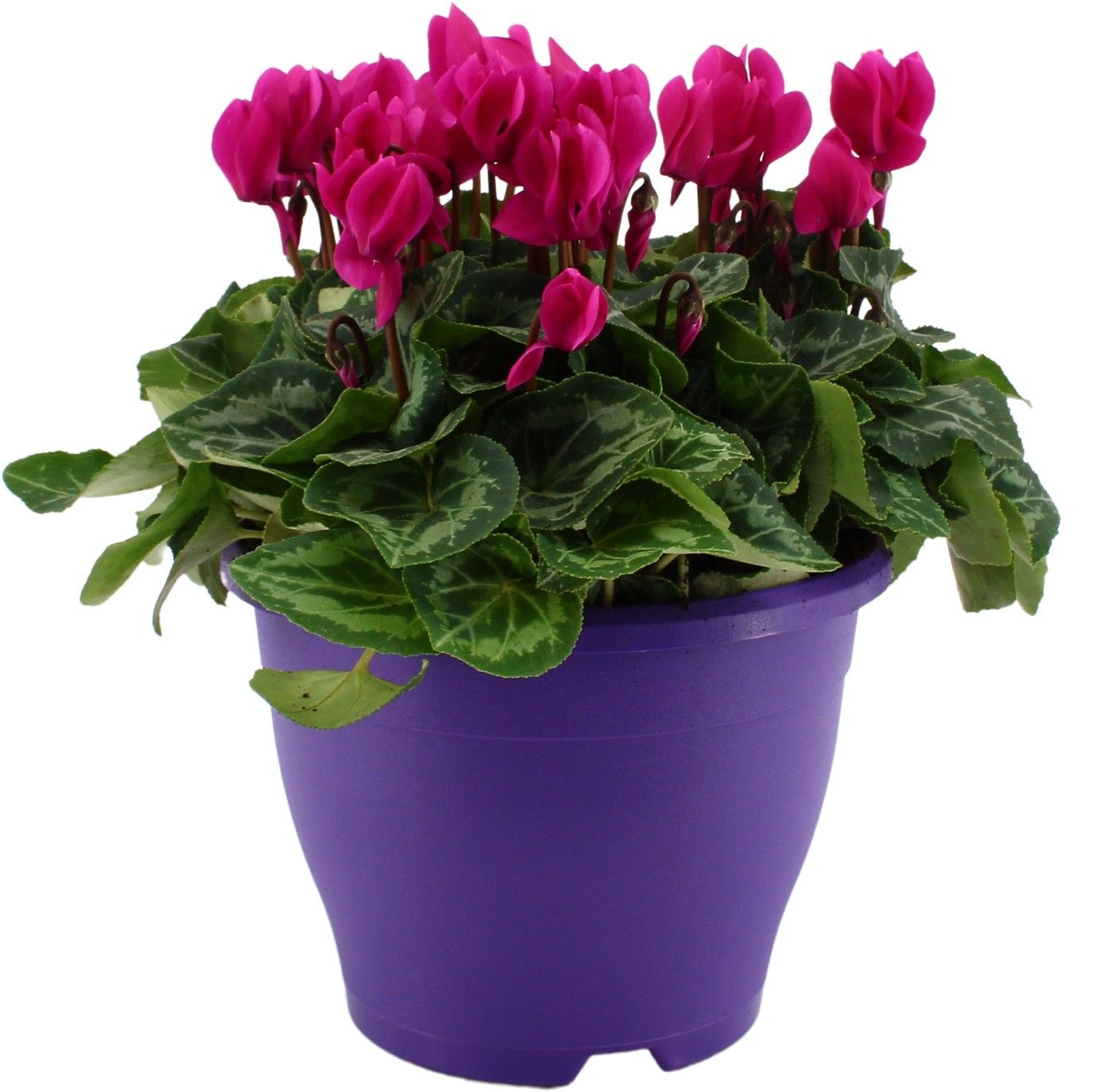 Cyclamen paars in 19 cm terras pot ton sur ton, D 19 cm Cyclamen paars in 19 cm terras pot ton sur ton, D 19 cm
