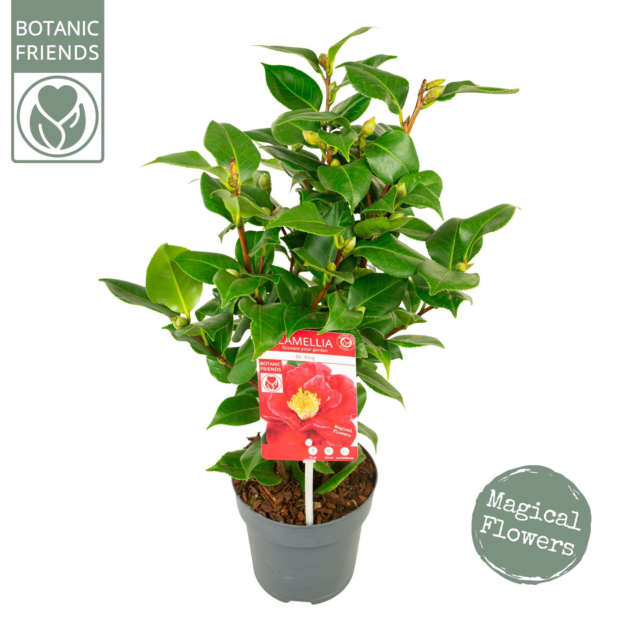Camellia jap. 'Dr King', D 15 cm Camellia jap. 'Dr King', D 15 cm