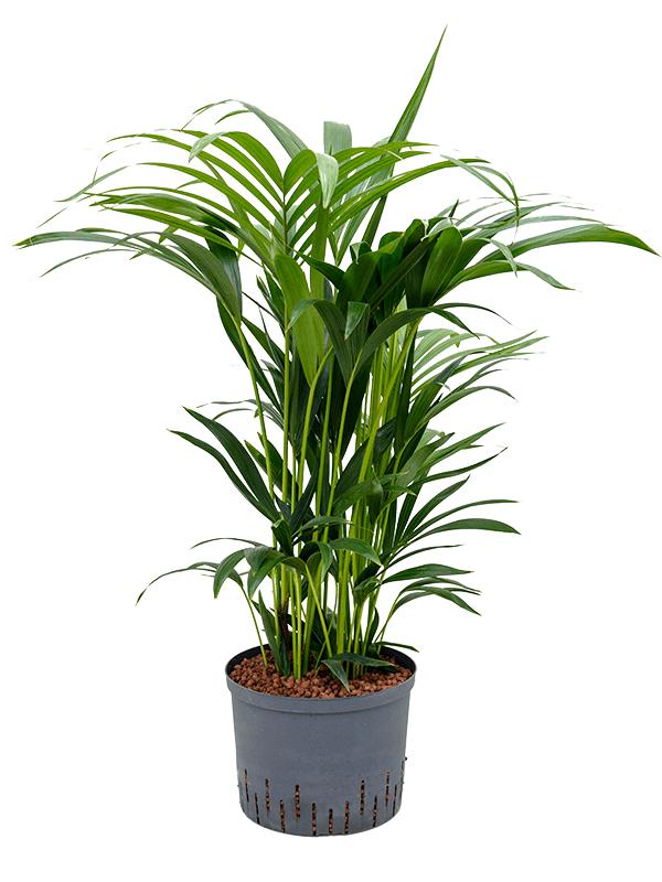 Kentia (Howea) forsteriana, D 25