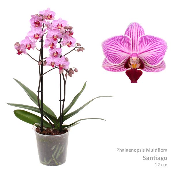 Phal. Multiflora "Santiago" 2-tak, D 12 cm