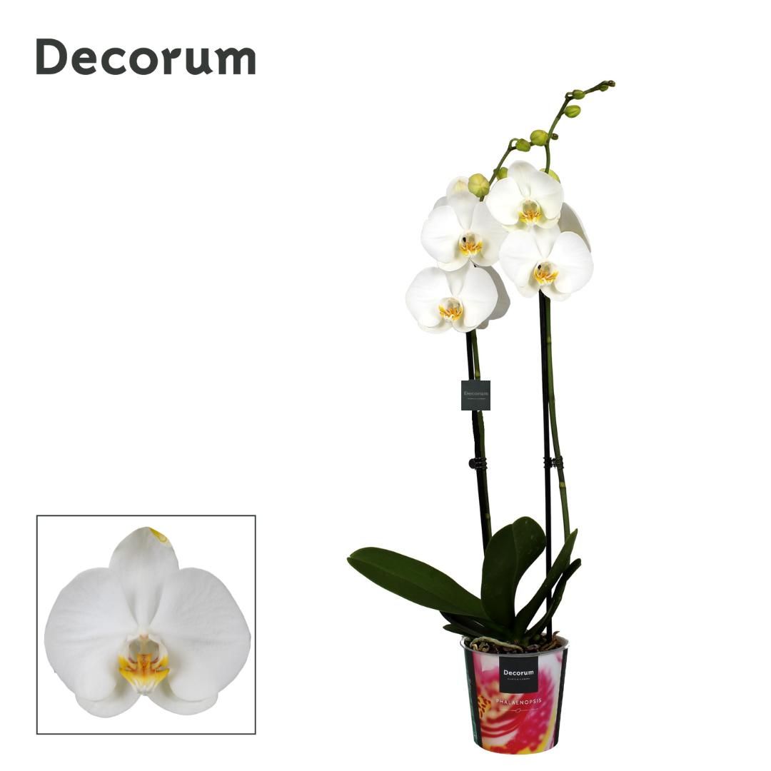 Phalaenopsis 2 tak Decorum 16+ wit, D 12