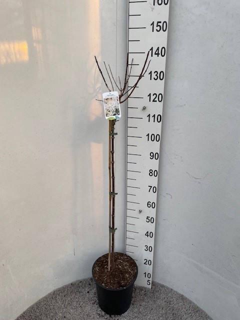 Hydrangea pan. Silver Dollar 100 stam P28 C10, D 28