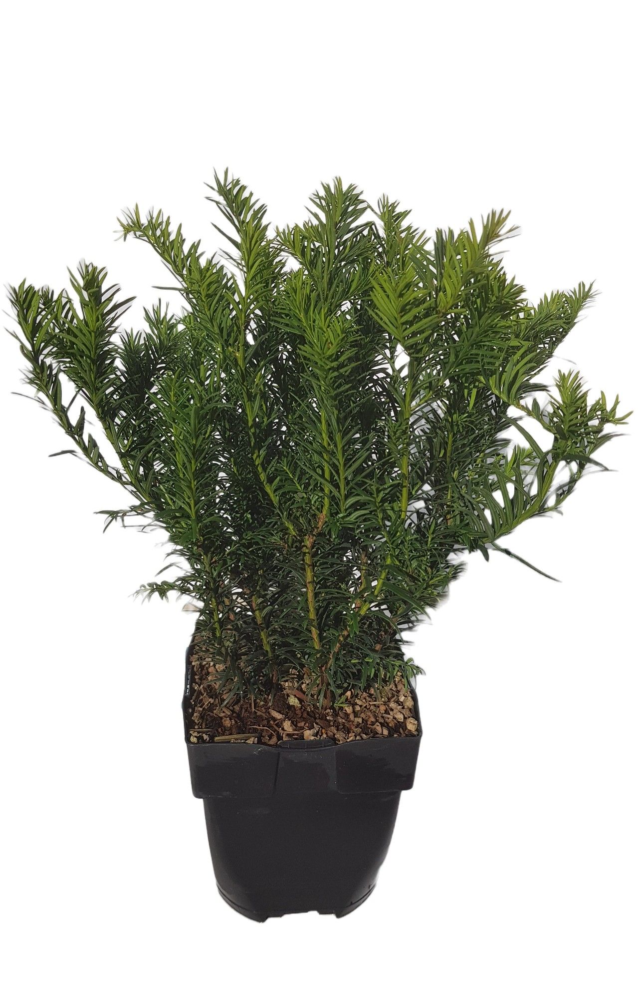 Taxus baccata 'Repandens' P17, D 17