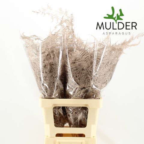 Аспарагус Овериг Крашеный (краш. ) 65, шт.