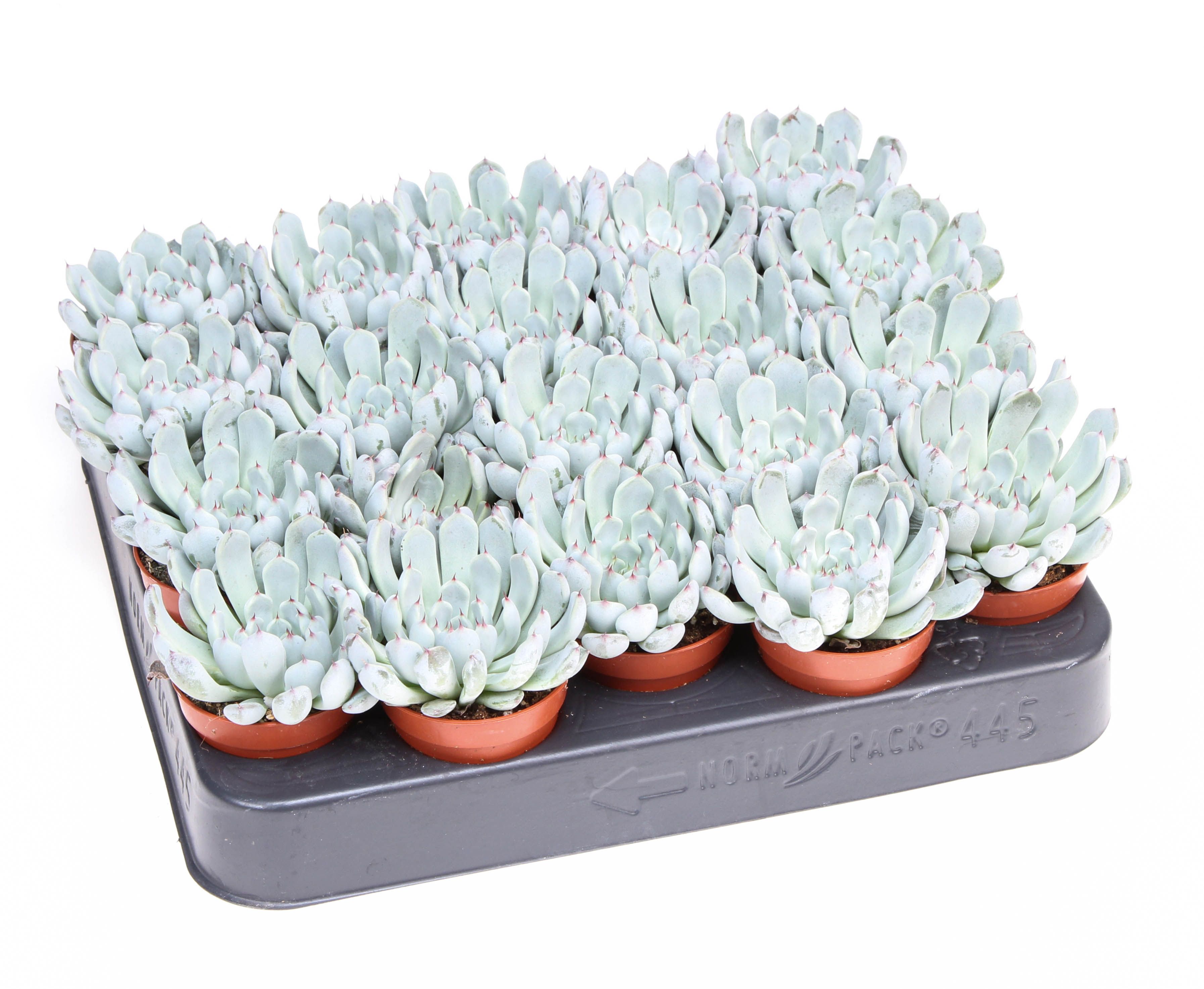 Echeveria Elegant Blue, D 5,5